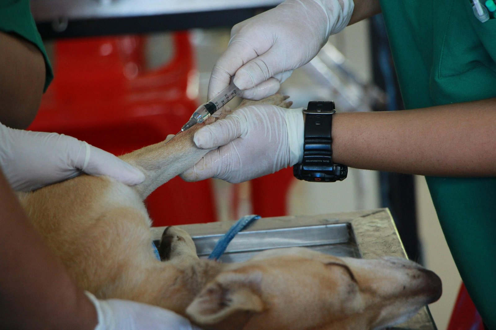 Procedimiento veterinario. Veterinario inyectando a perro enfermo. Veterinario aplicando
vacuna a un perro. Consulta veterinaria. Inyección a perro enfermo. Perro en consulta
veterinaria. Veterinario poniendo inyección a un perro. Veterinario administrando
medicamentos.
